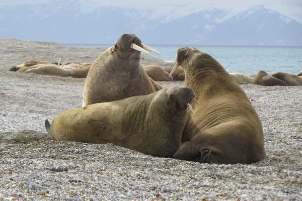 Close up Walrus in Arctic, Spitsbergen