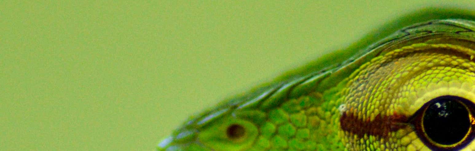 New Scientist Default Image