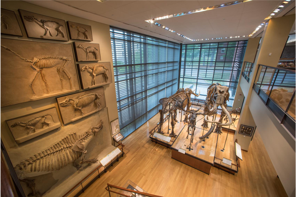 View from inside the Beneski, showing animal skeletons, located in NE USA